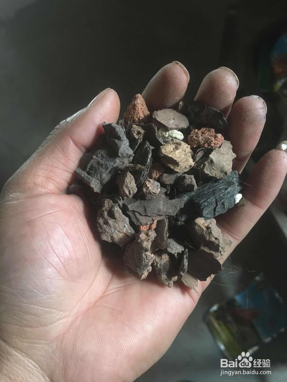 立春怎样让兰花进入快速生长期