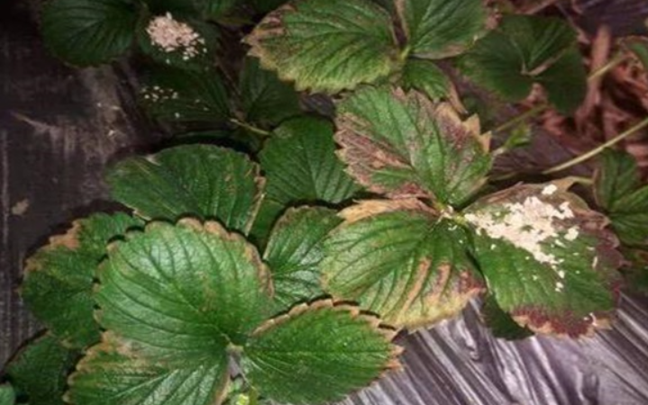 草莓干叶发焦怎么回事