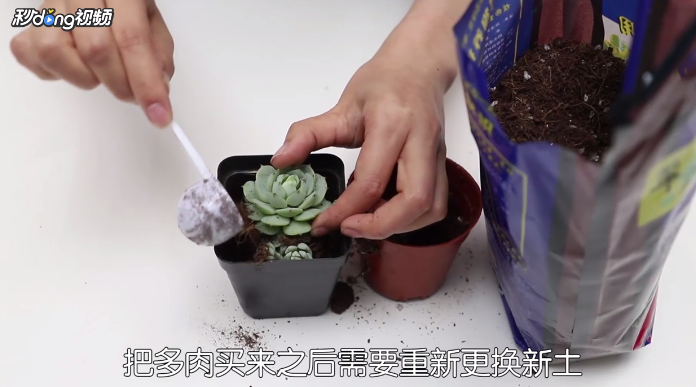 如何养好一盆多肉植物