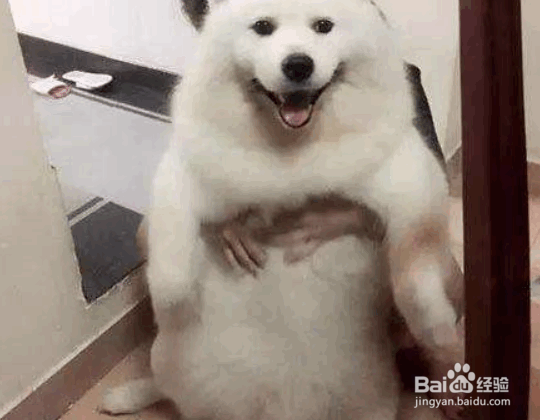 萨摩耶怀孕分娩时主人应该做什么