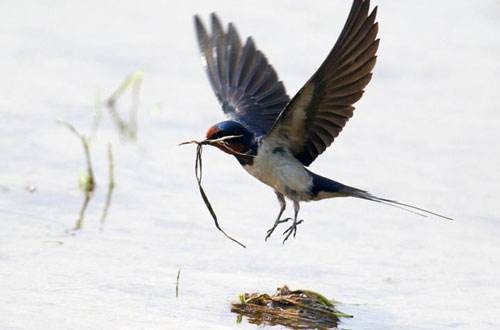 谁家新燕啄新泥是谁的诗句