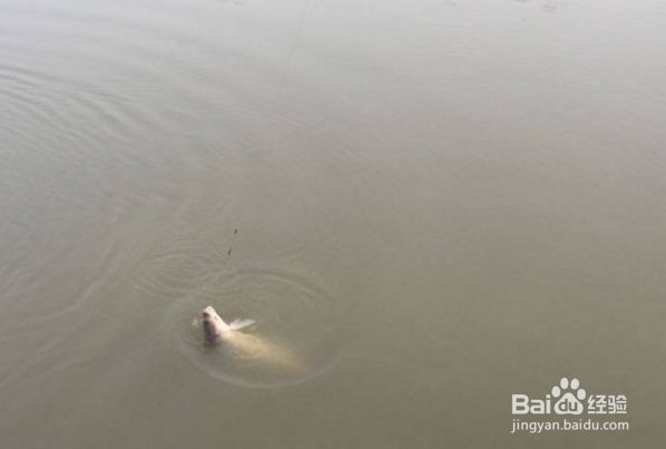 钓鱼有哪些忌讳？钓鱼人最恨什么？