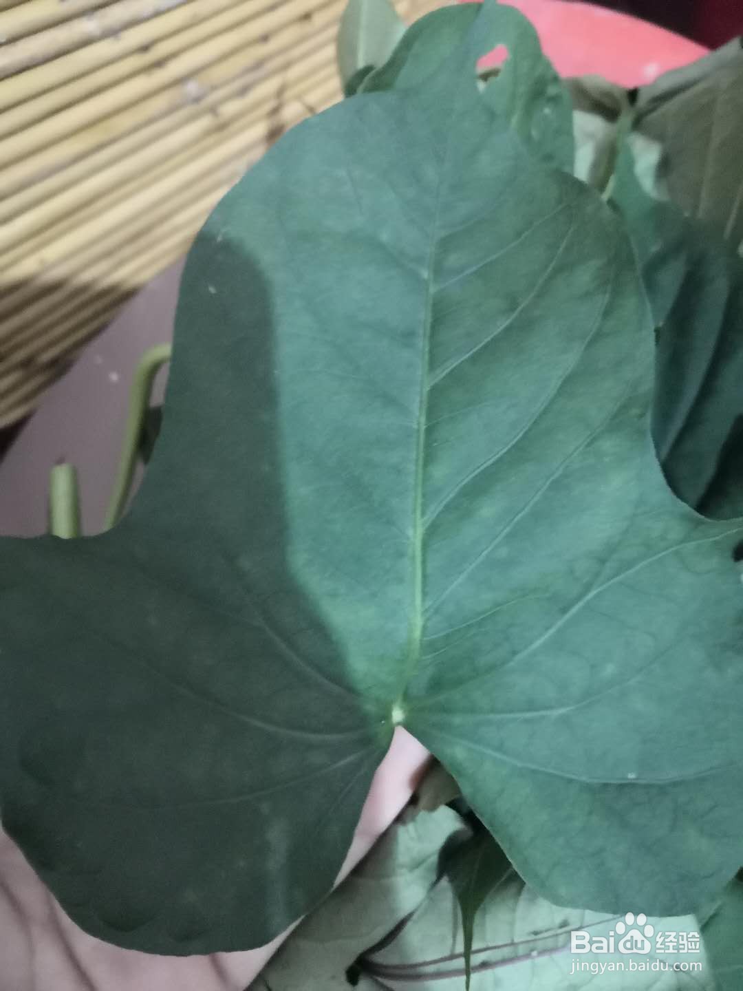 蒸红薯叶家常吃法