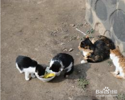 猫和狗一起养的技巧