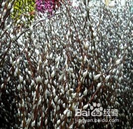 一月份的花有哪些？