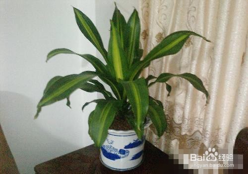 巴西木怎么浇水