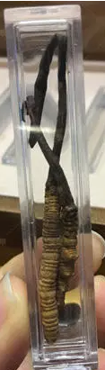 冬虫夏草怎么样保存不易变质