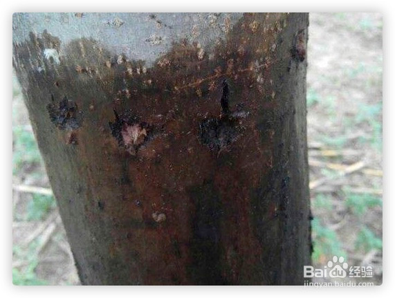 核桃树流水不止怎么办