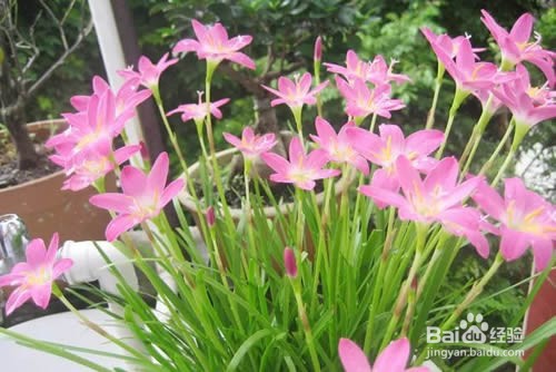 梅雨季节兰花怎么养
