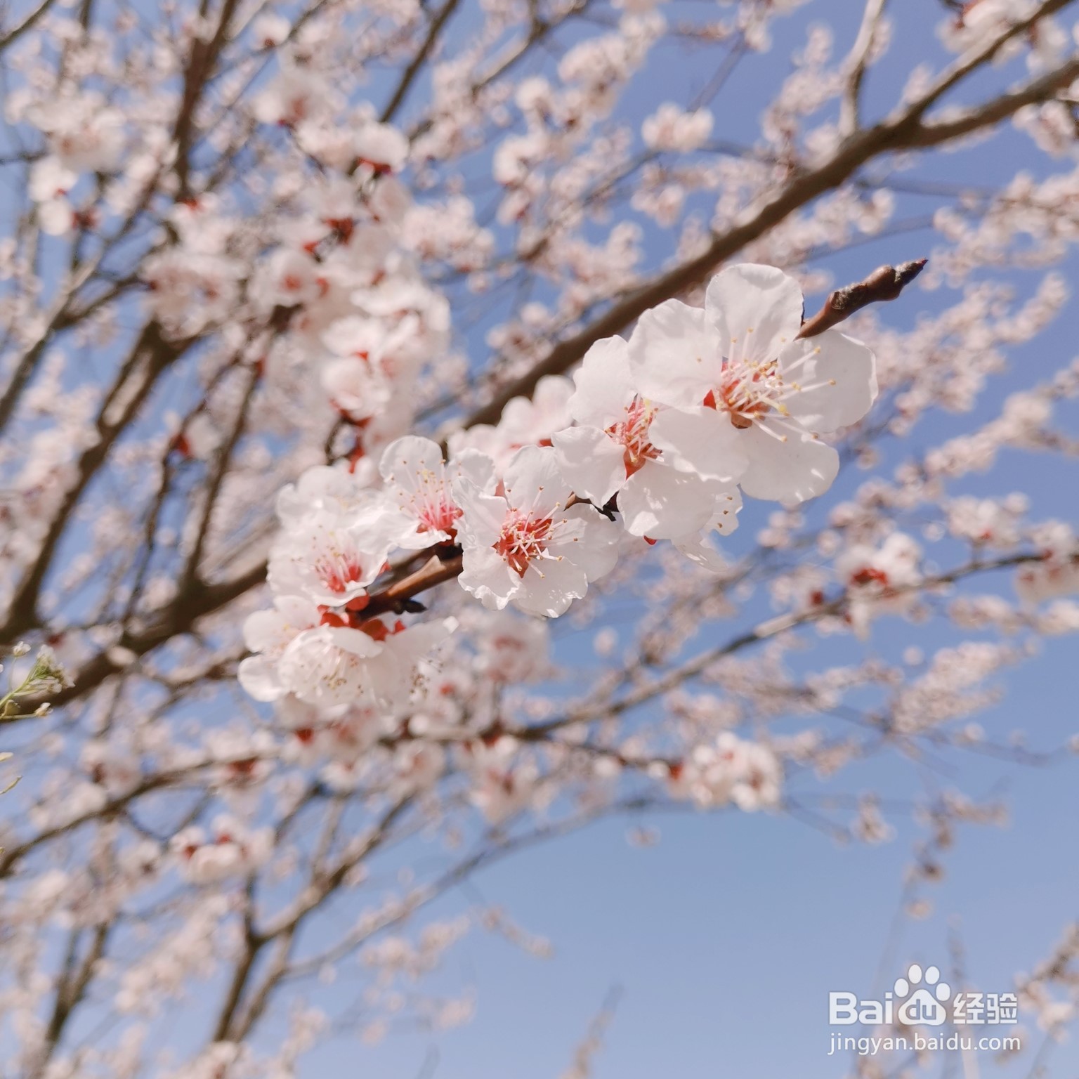 拍出好看的花朵