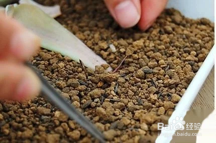 冬天多肉叶片扦插方法