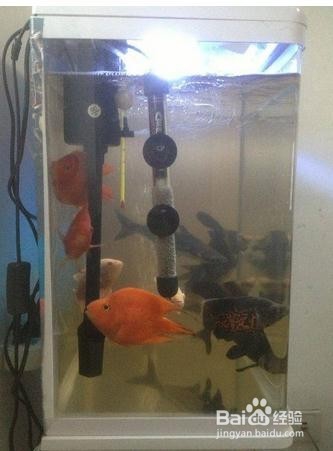 鱼缸黄水的解决办法