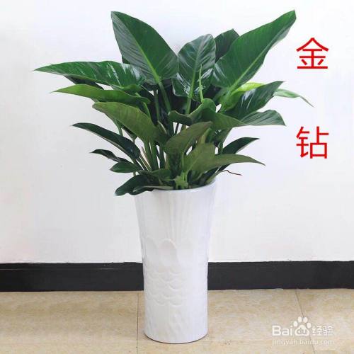 大叶金钻怎么扦插