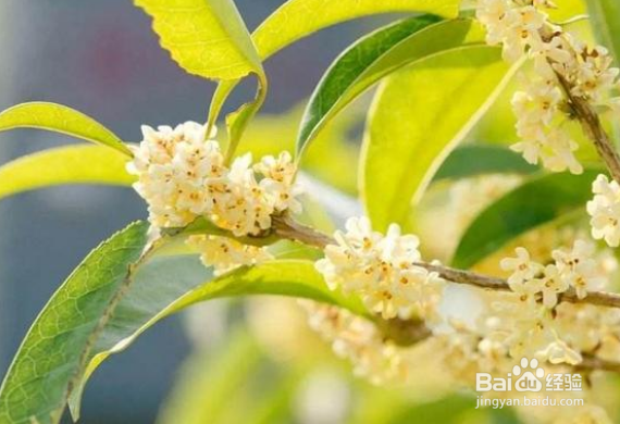 桂花发芽后芽尖变黑脱落怎么回事