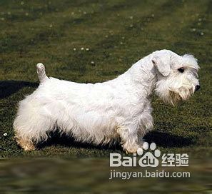 如何选购西里汉犬