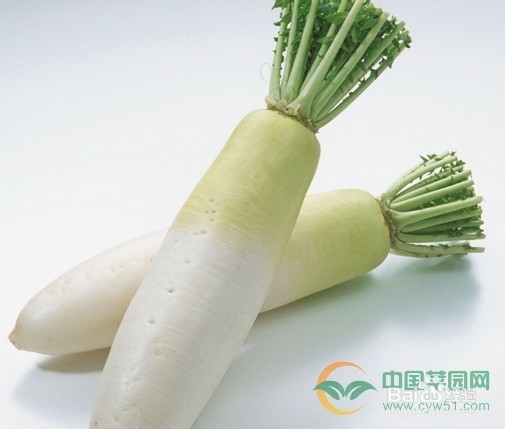 如何挑选各种有机蔬菜