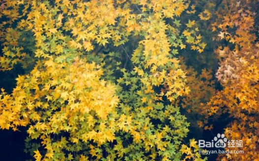 绿叶中色素的作用