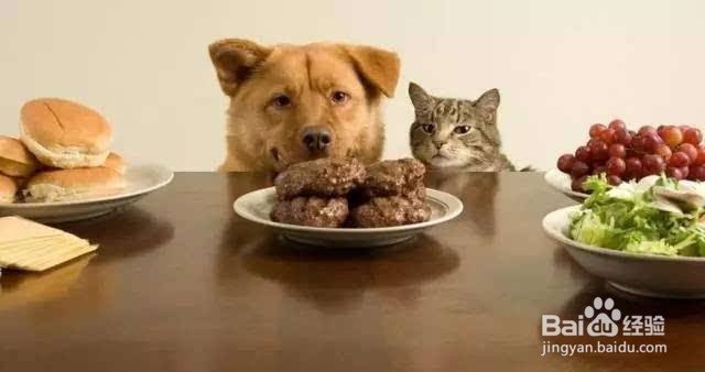 狗狗吃了虾怎么补救