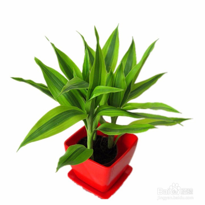 水培富贵竹要领