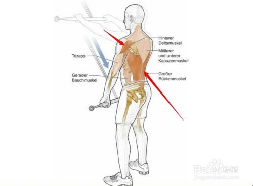 高尔夫球训练 21 相关肌肉图解21 百度经验