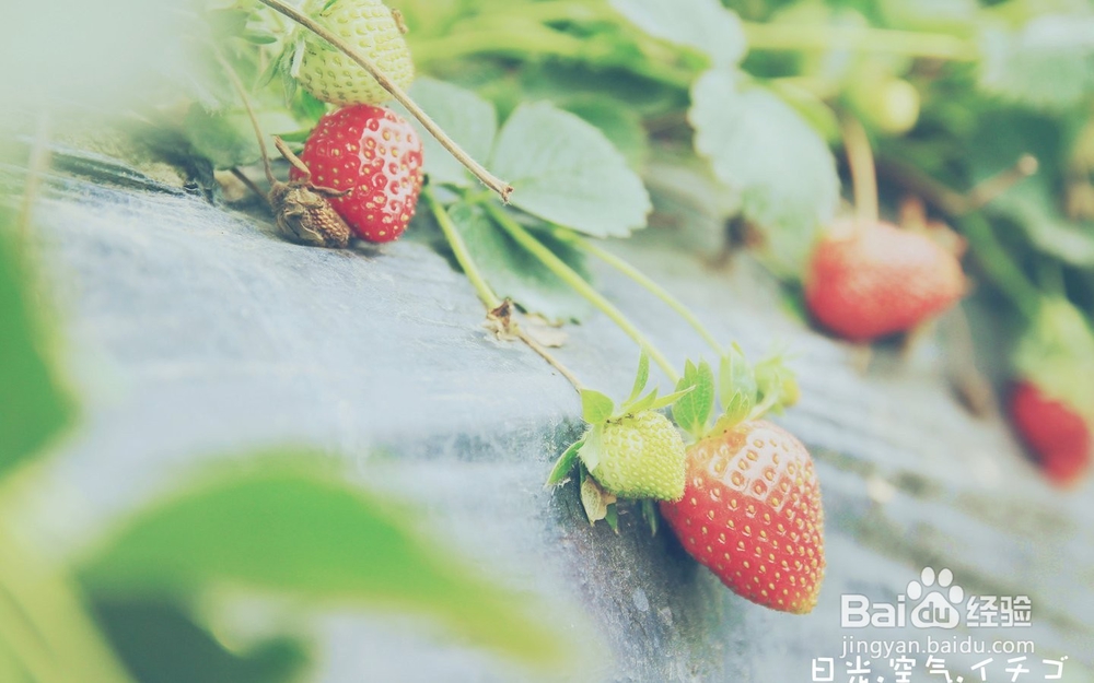 为什么会长粉刺