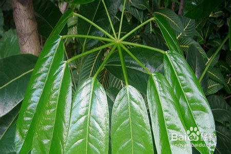 大叶伞的养殖方法和注意事项