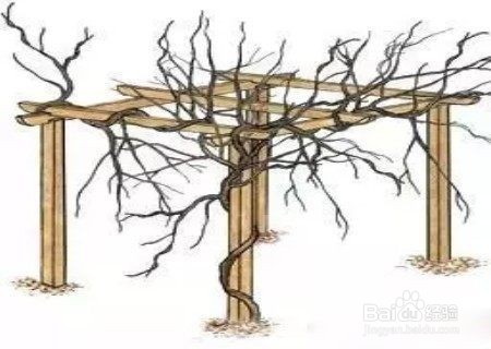 紫藤花修剪方法