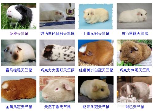 如何自制豚鼠衣服 百度经验