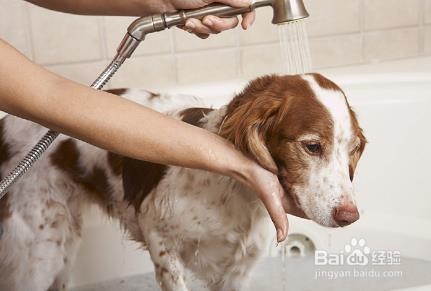 夏天如何正确给狗洗澡