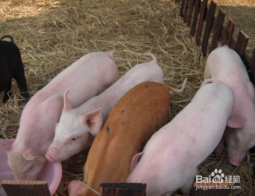 养猪要考虑哪些因素