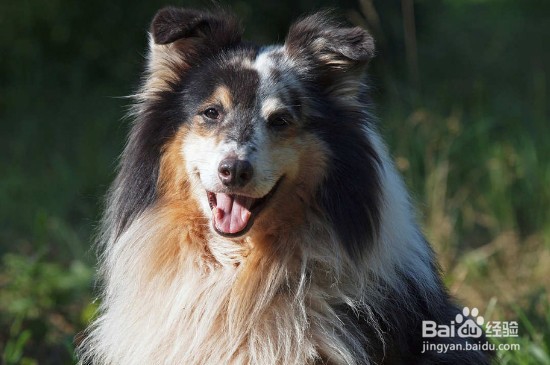 最有效的训狗方法