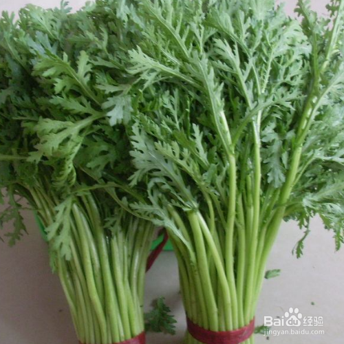 怎么养好茼蒿？