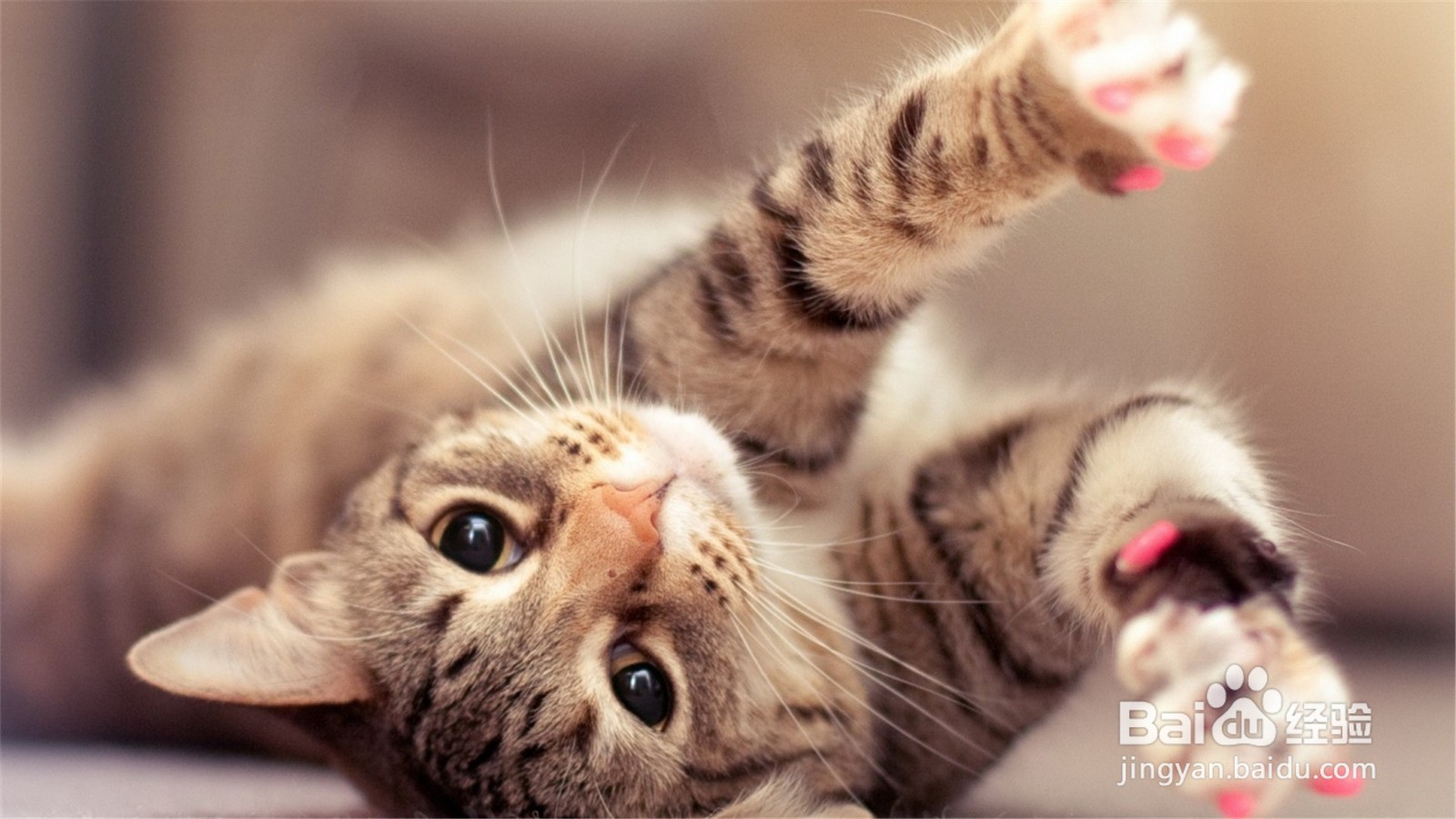 猫咪死在家里,如何处理