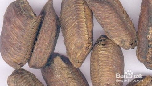 中医炮制：[92]桑螵蛸的炮制方法