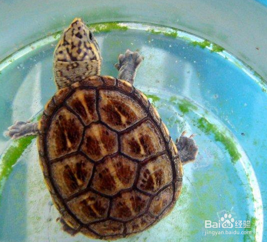 乌龟冬眠结束后怎么养