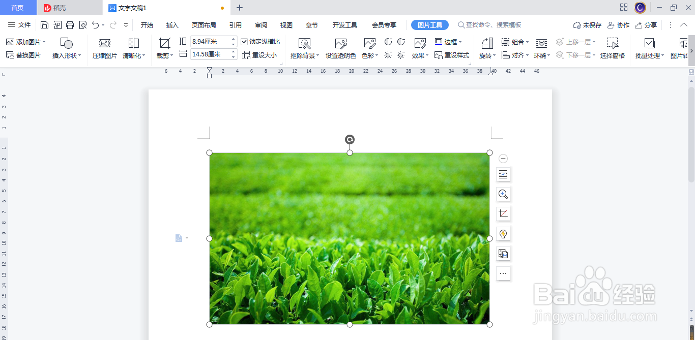 WPS(Word)插入的图片怎么剪裁