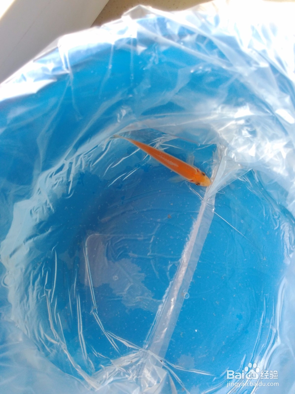 鱼缸的自动清洗方法,省时省力。