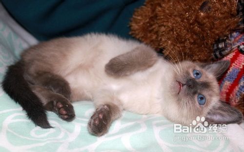 如何预防暹罗幼猫的死亡？