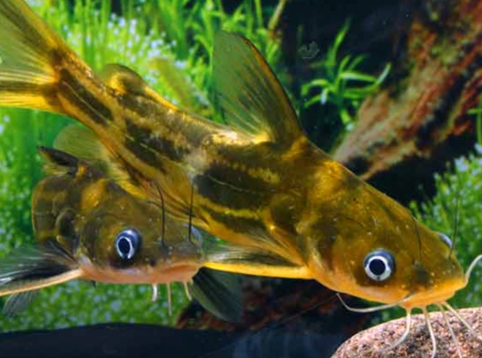 黄辣丁这种动物刺多吗