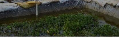 黄鳝冬季囤养技术