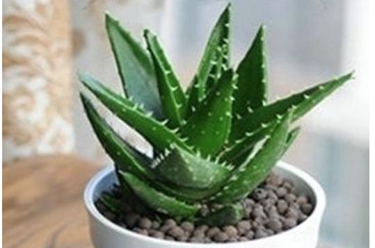 在种植菊花和芦荟的时候,一棵植株常常会变成一丛。你能解释这一现象吗?你会把他们分成很多棵吗