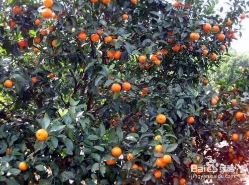 沙糖桔环割致果树变黄怎么处理