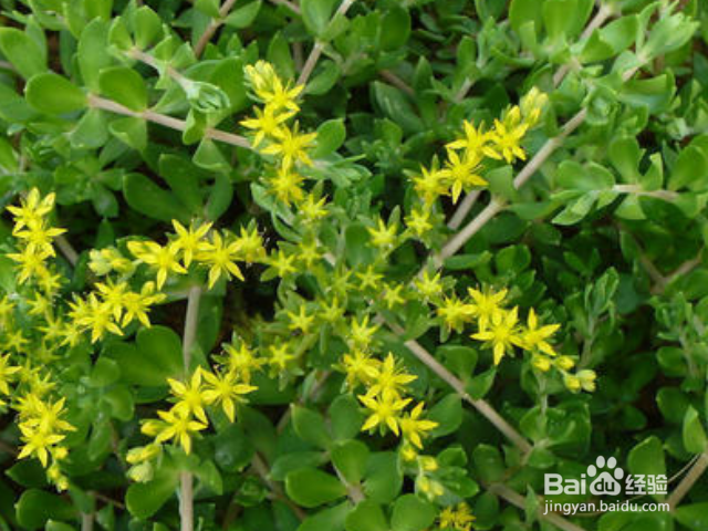 垂盆草与佛甲草有哪些区别？