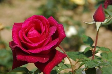 秋季应该怎样管理盆花?