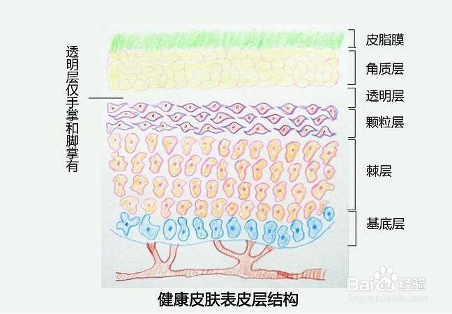 化妆品功效评价方法有哪些？