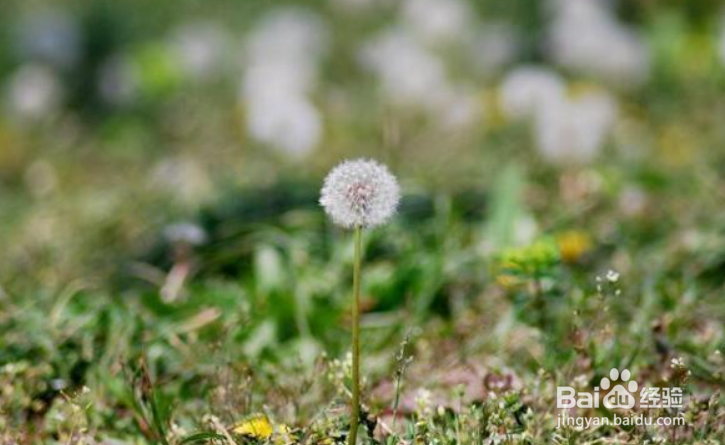蒲公英种子的播种方法