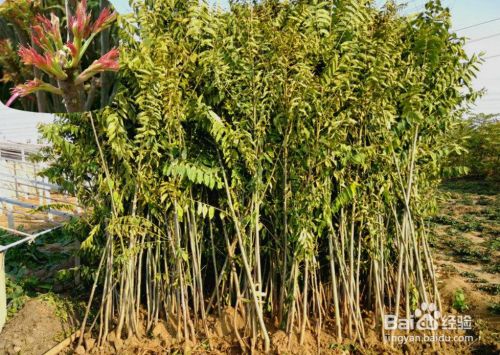 香椿矮化种植剪枝方法