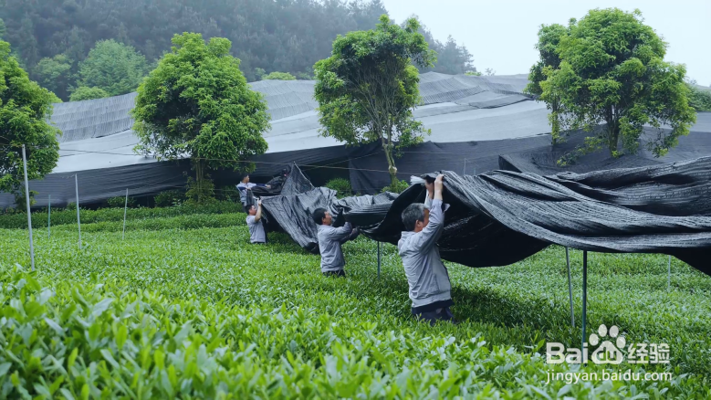 抹茶茶园管理一般茶园管理有何不同