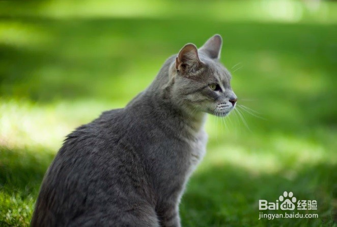怎么样为猫咪在家里洗澡去异味