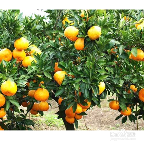 种植柑橘需要注意哪些?